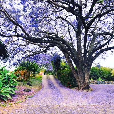 マウイ島(*^o^*)I love Jacaranda