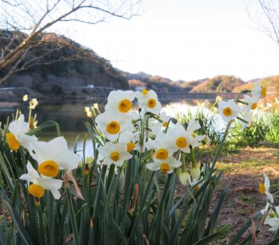 房総半島，年末ドライブ（をくずれ水仙郷・大山千枚田・白間津花畑・鴨川シ―ワールド・市原ぞうの国）