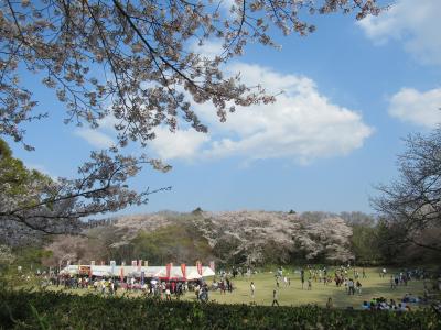 青春18きっぷと休日おでかけパスで行く土浦城&佐倉城お花見日帰りの旅(後半)