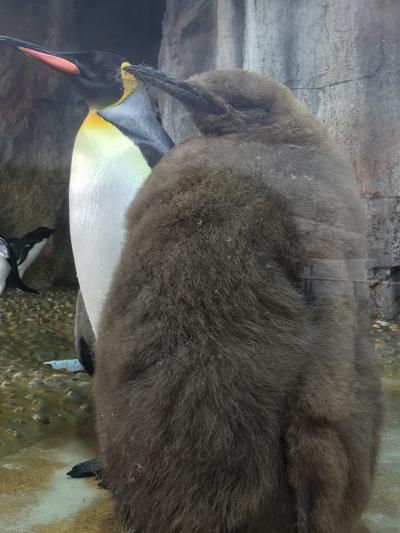 オウサマペンギンの赤ちゃんに会いたくて