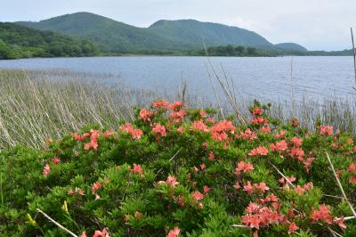 雄国沼　ニッコウキスゲの開花状況は