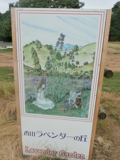 せら高原、香山ラベンダーの丘へ行ってきました(#^^#)in広島県 世羅町