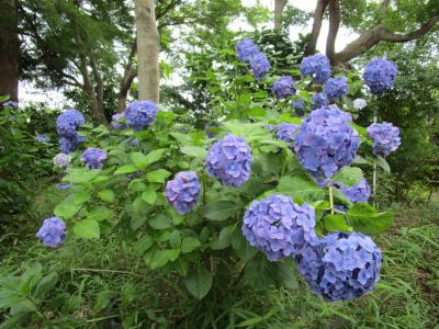 長谷山本土寺のアジサイ