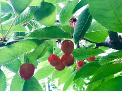 2019年6月 さくらんぼ狩り食べ放題と輝く蒼の絶景「四万ブルー」