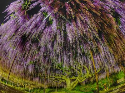藤の花 in白毫寺(兵庫県)