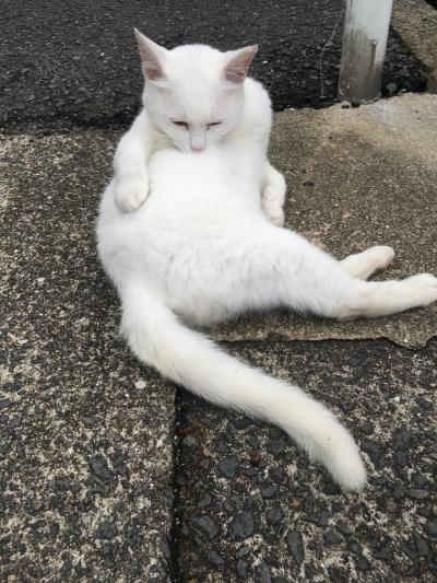 どこかにマイルで長崎へ～伊丹空港にエアフォースワンがやってきた～