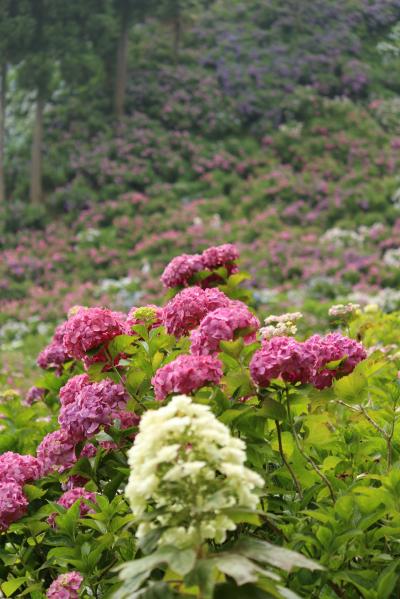 茂原のあじさい屋敷と大多喜散策