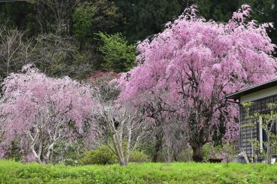 徳合集落の枝垂れ桜2019～民家の軒先と棚田の里山風景を彩ります～（新潟県糸魚川）