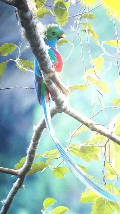 まさかのコスタリカ ツアー一人参加の旅 6日目 またまたケツァール堪能 amハイキング編 その他の観光地 コスタリカ の旅行記 ブログ By サロブラさん フォートラベル まさかのコスタリカ ツアー一人参加の旅 6日目 またまたケツァール堪能 amハイキング編 その他の観光地 コスタリカ の旅行記 ブログ By サロブラさん フォートラベル