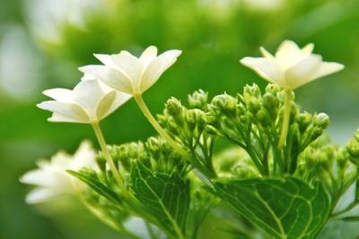 ひとりお花見部　豊島園と向島百花園の紫陽花