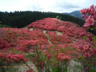 躑躅満開の葛城山へ登る