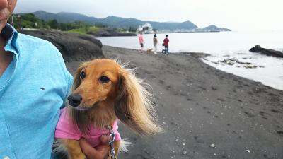 ワンの癒しに館山に行こう！でもやっぱりゴルフもしたいしおいしいものも食べたいの、でこうなりましたよ♪