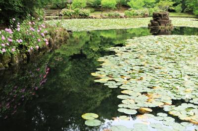 絶好の撮影条件だったみのかも健康の森のあじさい園♪＆木立の中の谷汲ゆり園♪