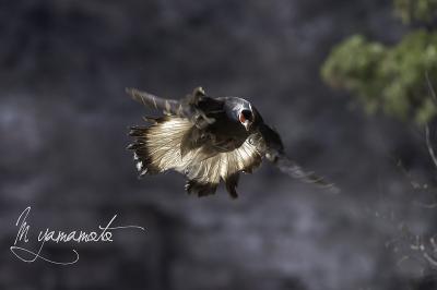 ミミキジ探鳥記