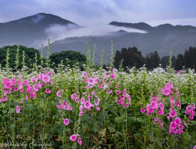 雄国沼湿原のニッコウキスゲと雄国山山麓に広がる蕎麦畑