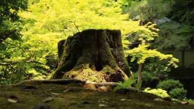 京都の初夏 - 深緑と苔と夜景【６ - Fin -】やっぱり流石「南禅寺」深緑も苔も素晴らしい！