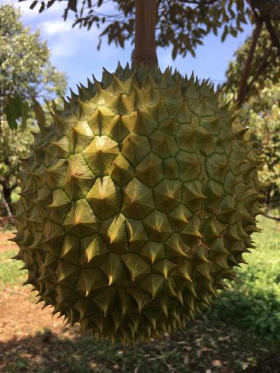 ゴールデンウィークはドリアン求めてパイリンへ。