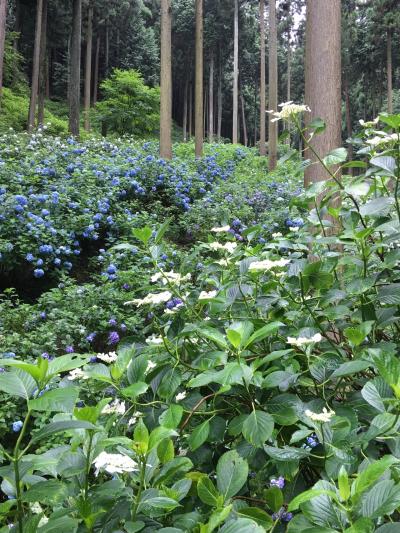 梅雨の合間に…南沢あじさい山へ