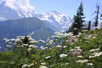 スイス花とハイキングの旅シーニゲプラッテ５