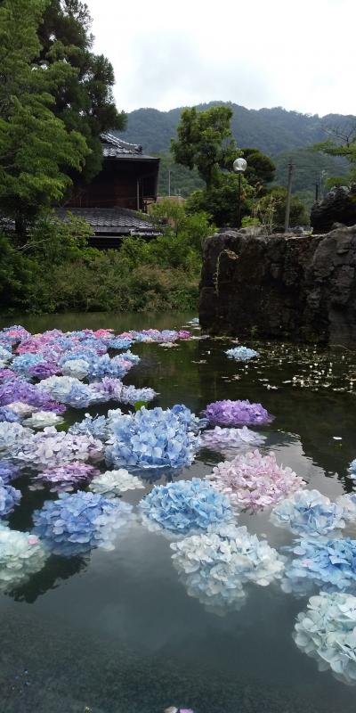 水に浮かぶ紫陽花の美しさに魅せられる