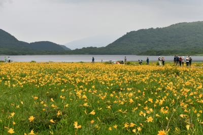 リベンジ:ニッコウキスゲの雄国沼