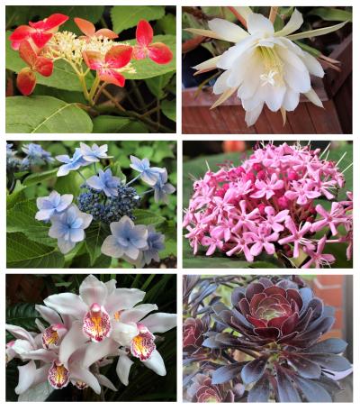 狭庭を彩る花たち「春から夏」