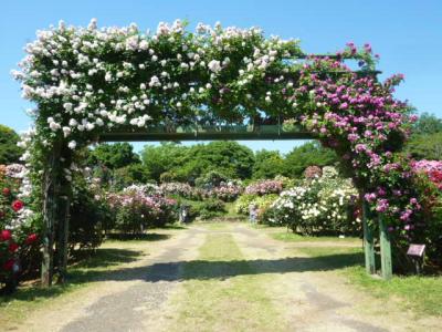 行くぜ！バラ祭り！（京成編・後編）