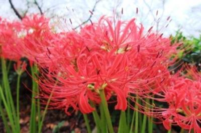 権現堂公園「曼珠沙華祭り」