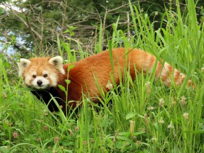 茶臼山動物園　茶レパンダ大お誕生会前日・・・偉大なる茶臼の父・キキ君を偲びに茶臼山へ