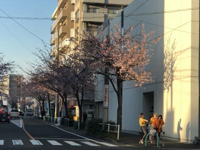 高岳の早咲き桜