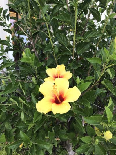 まだまだ余裕の２日目