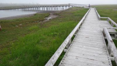 道東6月・春国岱の木道を歩く