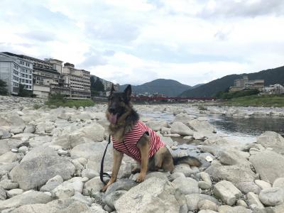 愛犬と旅する下呂の旅