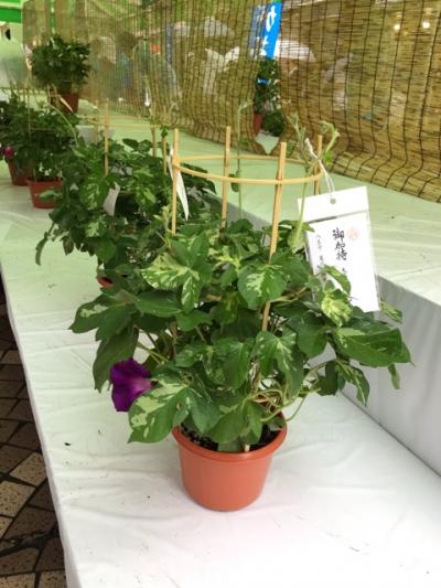 多摩地区で行われた朝顔市とほおずき市2019⑤～八王子の朝顔市～