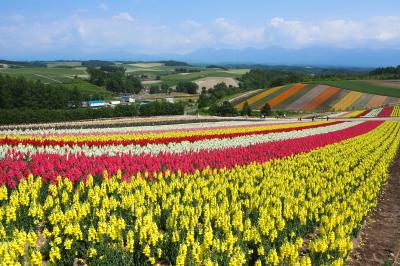 真夏の暑さ、富良野地方をぐるりと一周！　～富良野市、美瑛町、上富良野町へ