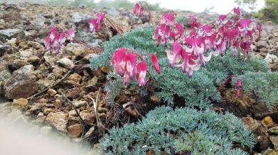 野反湖の花