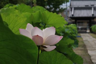 　花から花へ花巡り　　ハスのお寺、松平あじさい＆名鉄竹村駅近くのハス畑♪