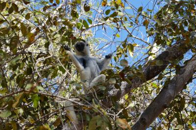 マダガスカル、キリンディー自然保護区