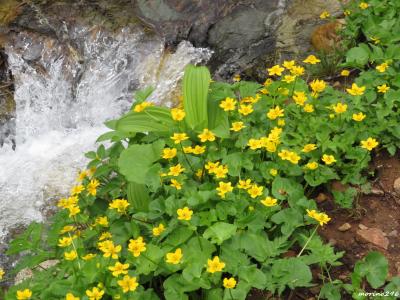 2019夏の花旅（２）栂池自然園