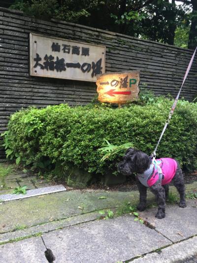 ワンコと一緒旅2019★仙石高原大箱根一の湯へ