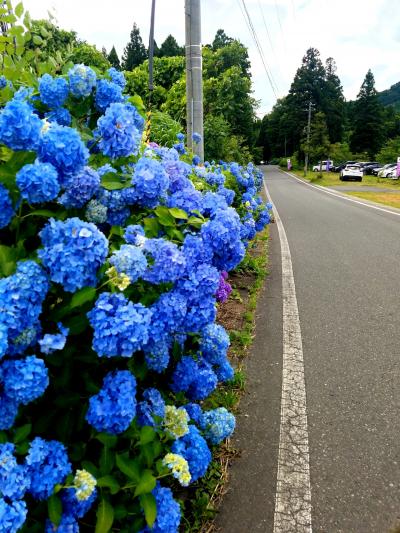 400種類の鮮やかな紫陽花が彩る～みちのくあじさい園～