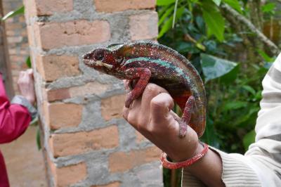 マダガスカル、アンダシべ