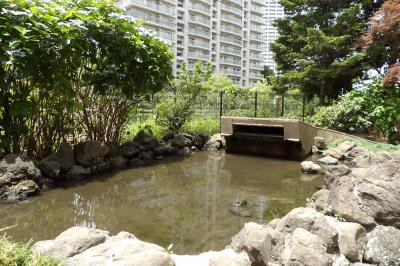 町田堀ふれあい公園－2019年夏