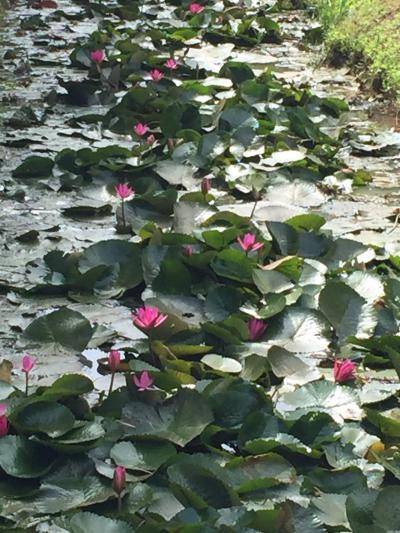 バンテアイスレイ寺院とスイレンと写真店