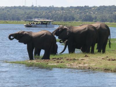 2019年GW アフリカ ビクトリアの滝、サファリとケープタウン訪問(その2)