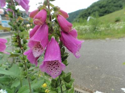 平成28年10月に長野に来て・今度は是非花の時期に歩きたいと思っていた長野♪実現しました(*^▽^*)