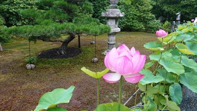 京都妙心寺　退蔵院　蓮見の会