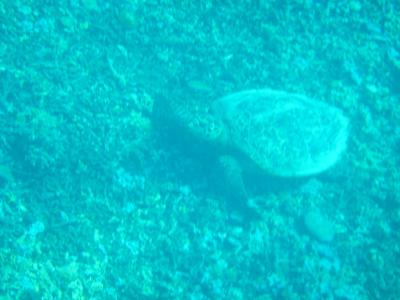 2019年7月バリ&amp;ギリメノ 4日目