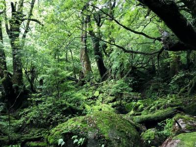 2019年7月 世界自然遺産屋久島への旅3日目 白谷雲水峡トレッキング～帰宅編