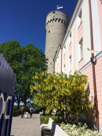 コスタ・マジカで行くバルト海クルーズ8日間(5)~タリン